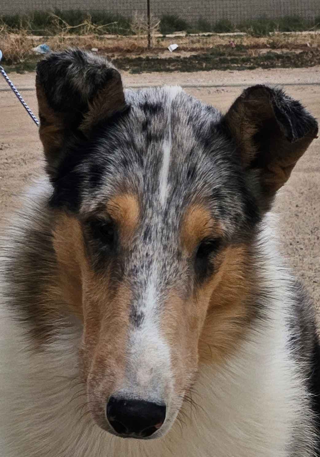 Collie Puppies breeder image 4