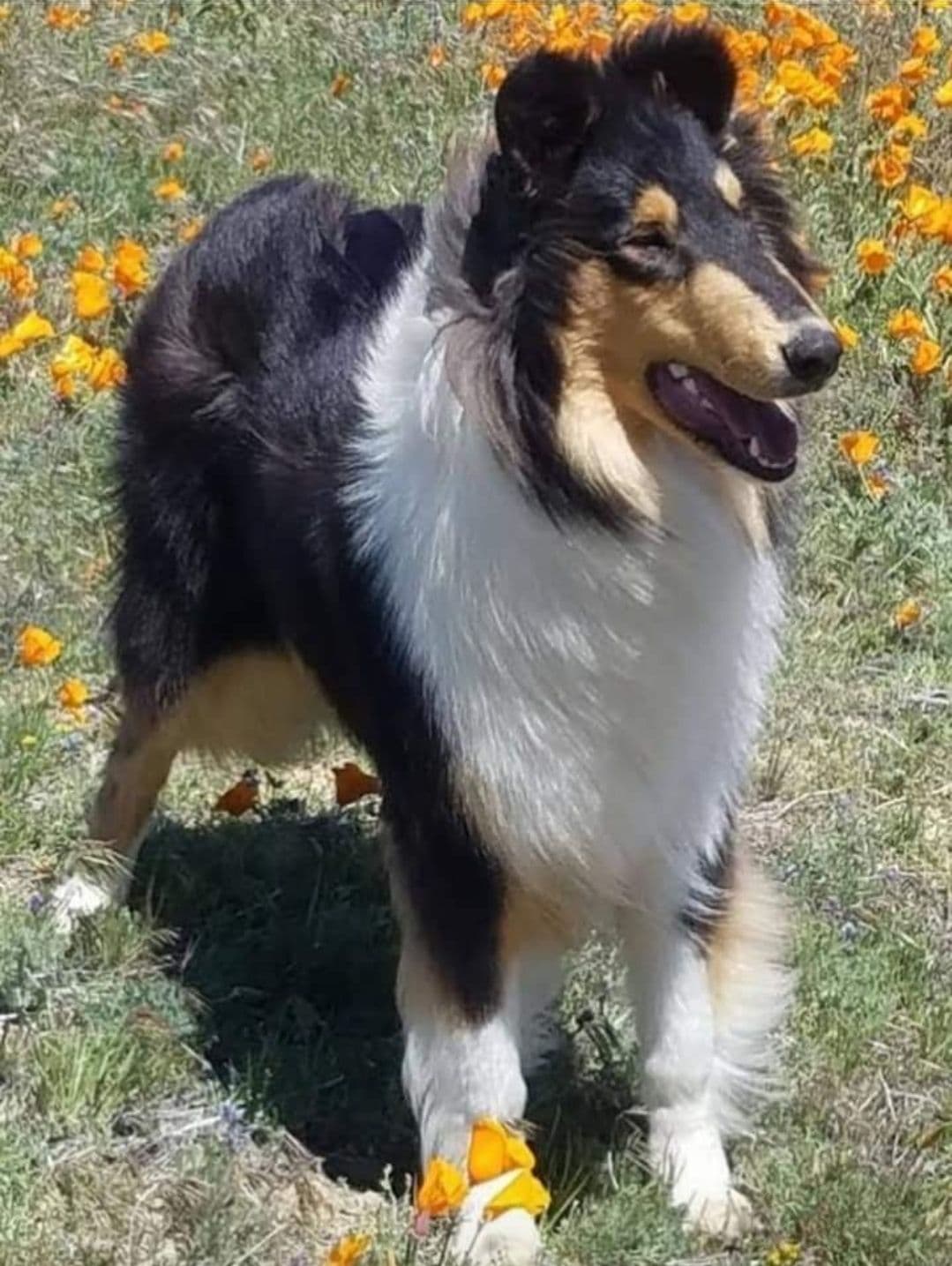 Collie Puppies breeder image 8