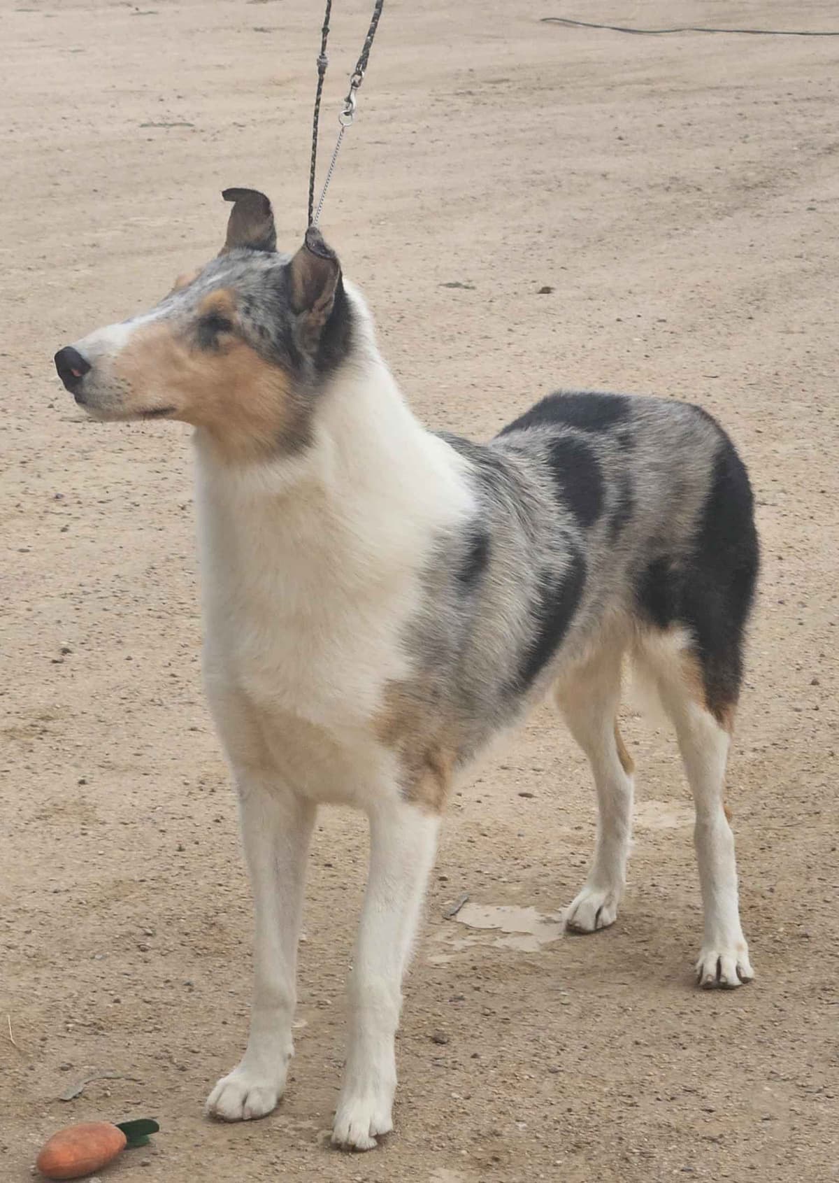 Collie Puppies breeder image 9