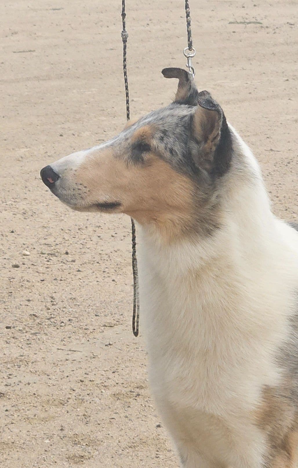 Collie Puppies breeder image 10