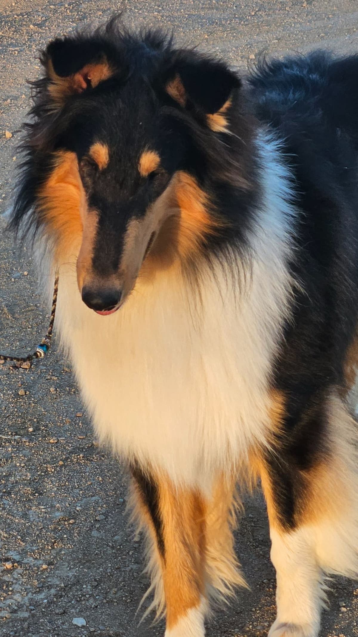 Collie Puppies breeder image 11