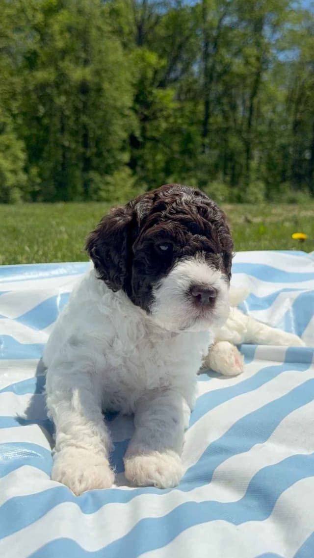 Lagotto Romagnolo Puppies media 3