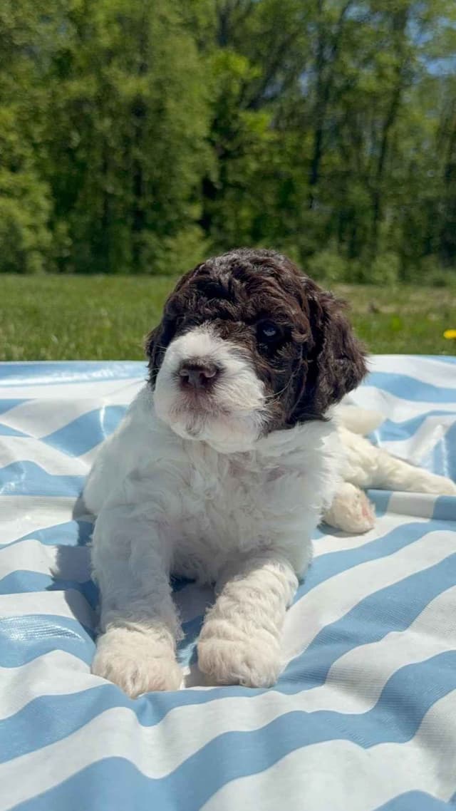 Lagotto Romagnolo Puppies media 4