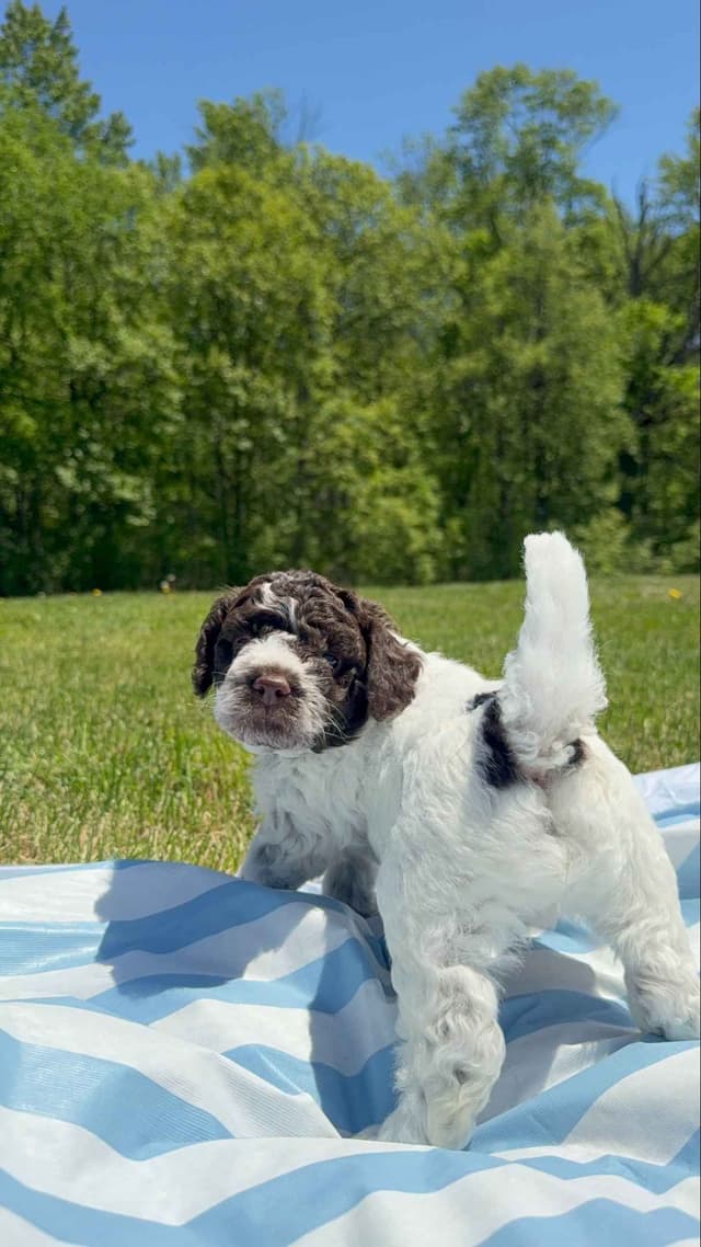 Lagotto Romagnolo Puppies media 6