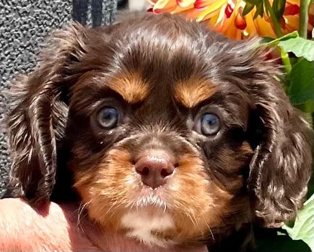 Genetic Tested❤️🐾Cavalier King Charles Spaniel ❤️Text  610-646-5689 media 5
