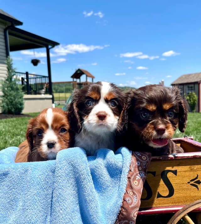 Genetic Tested❤️🐾Cavalier King Charles Spaniel ❤️Text  610-646-5689 media 2