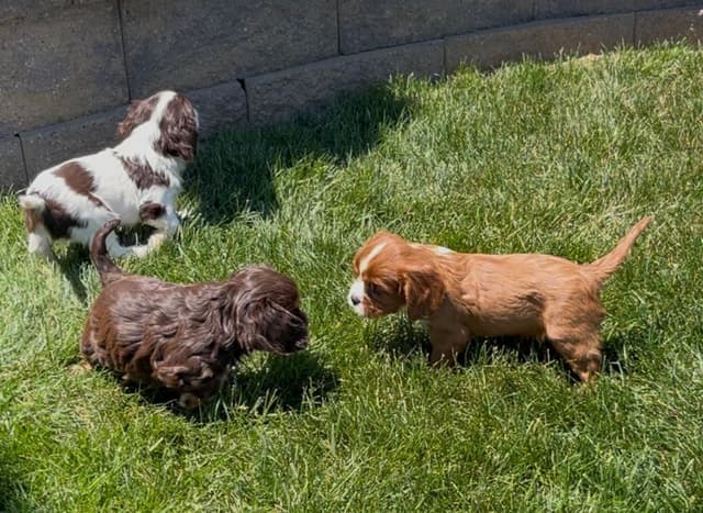 Genetic Tested❤️🐾Cavalier King Charles Spaniel ❤️Text  610-646-5689 media 3
