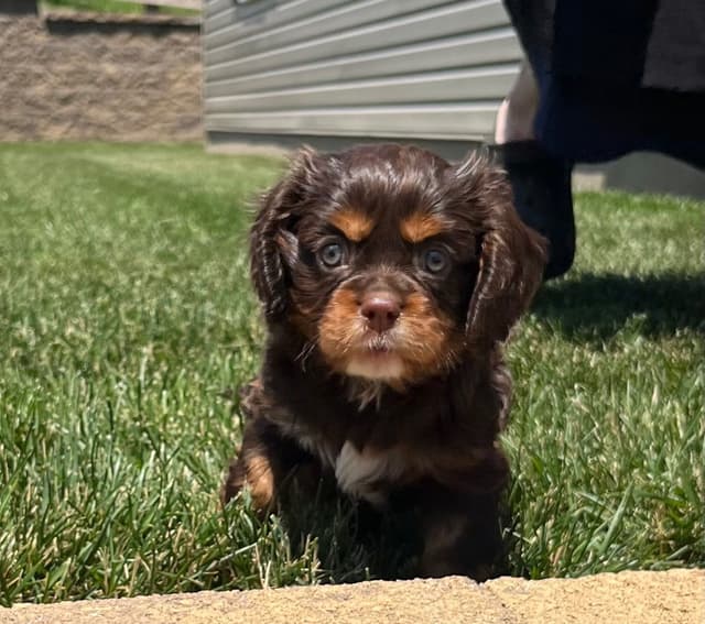 Genetic Tested❤️🐾Cavalier King Charles Spaniel ❤️Text  610-646-5689 media 4