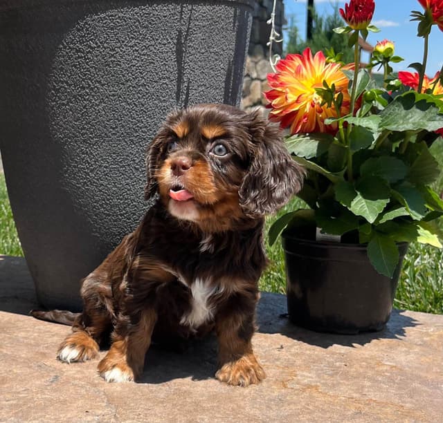 Genetic Tested❤️🐾Cavalier King Charles Spaniel ❤️Text  610-646-5689 media 6