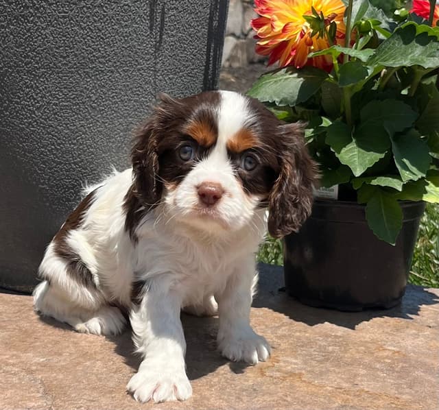 Genetic Tested❤️🐾Cavalier King Charles Spaniel ❤️Text  610-646-5689 media 10