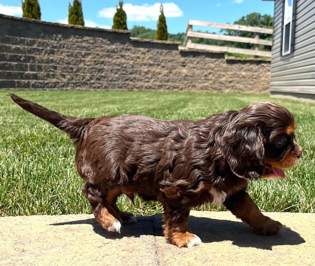 Genetic Tested❤️🐾Cavalier King Charles Spaniel ❤️Text  610-646-5689 media 8