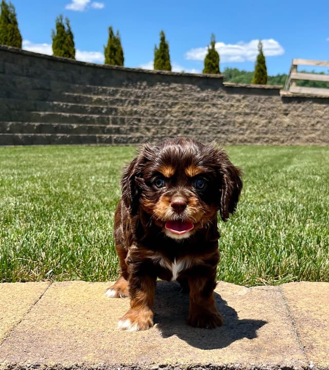 Genetic Tested❤️🐾Cavalier King Charles Spaniel ❤️Text  610-646-5689 media 9