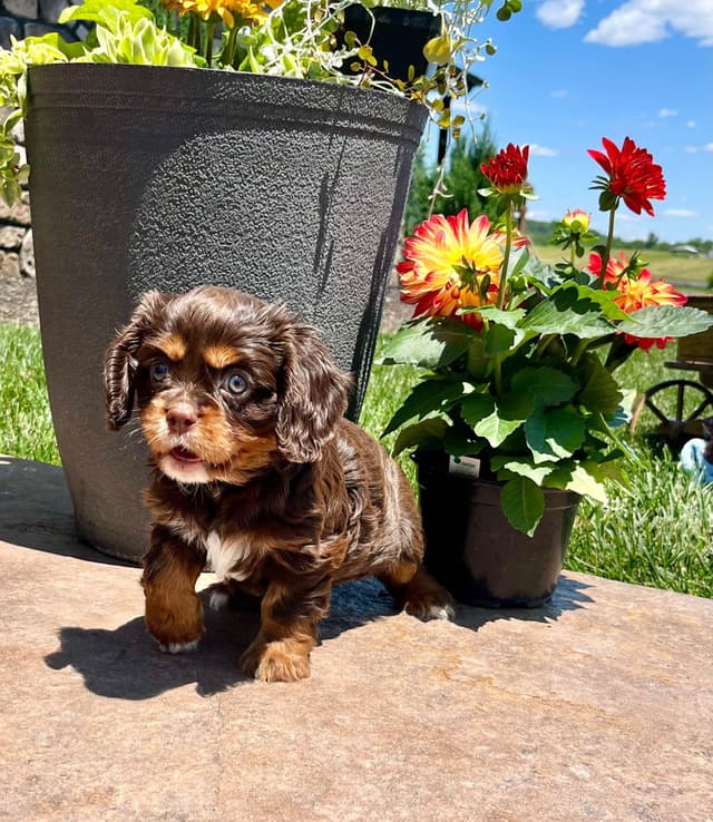 Genetic Tested❤️🐾Cavalier King Charles Spaniel ❤️Text  610-646-5689 media 7