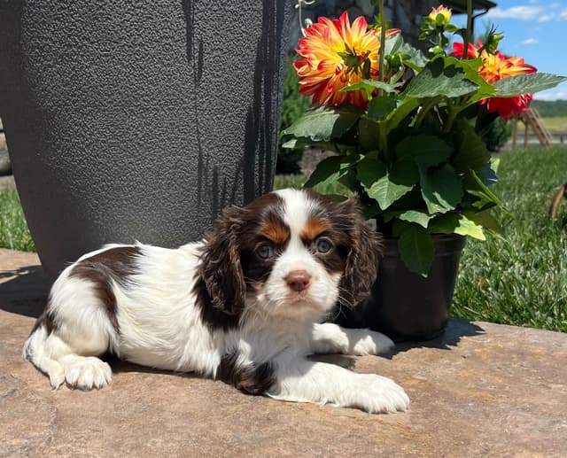 Genetic Tested❤️🐾Cavalier King Charles Spaniel ❤️Text  610-646-5689 media 12