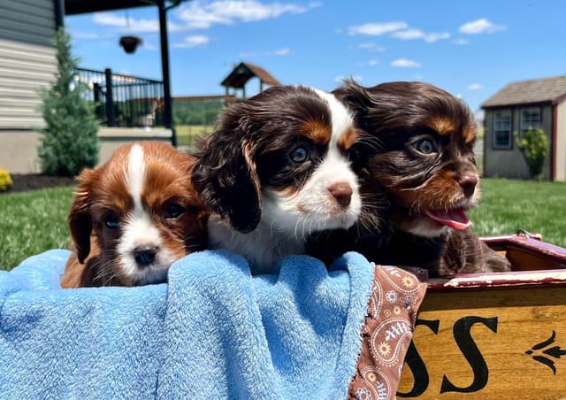 Genetic Tested❤️🐾Cavalier King Charles Spaniel ❤️Text  610-646-5689 media 13
