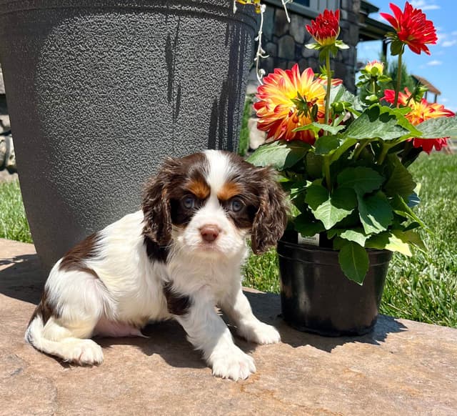 Genetic Tested❤️🐾Cavalier King Charles Spaniel ❤️Text  610-646-5689 media 11