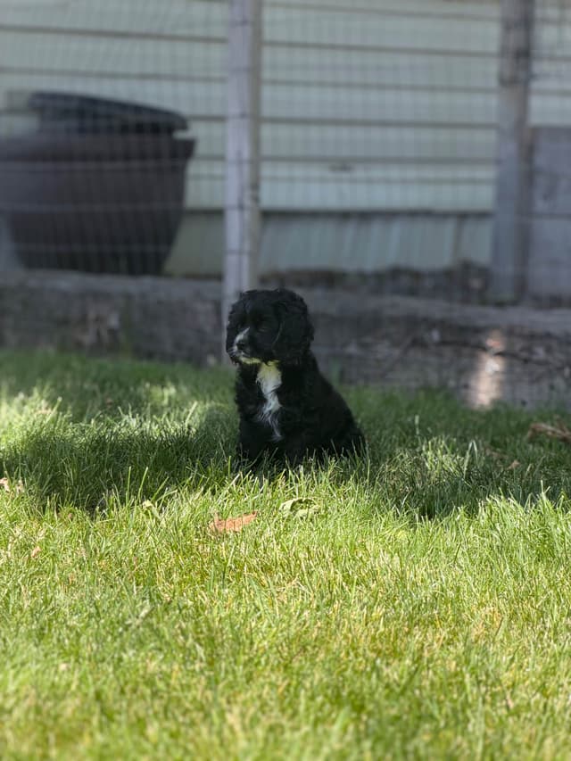 Cocker Spaniel Puppies media 2
