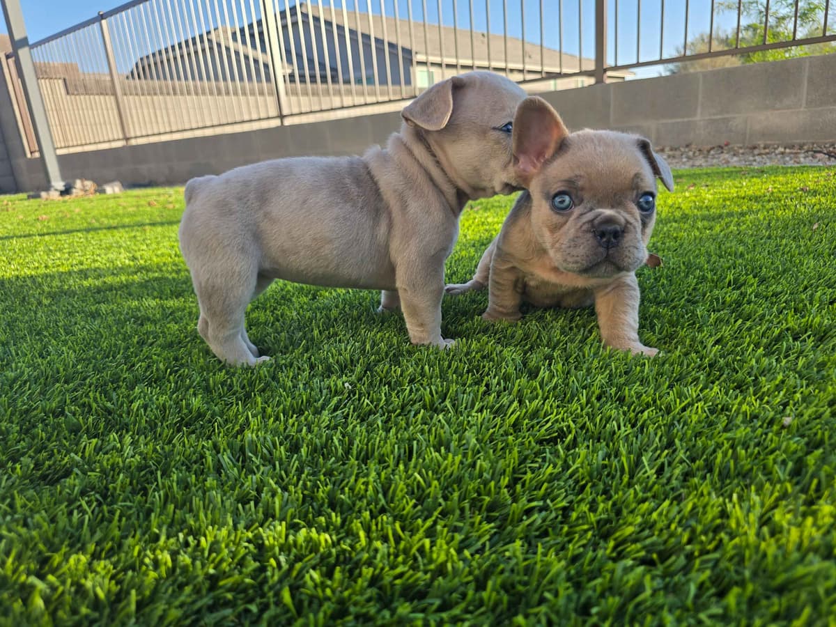French Bulldog Puppies breeder image 1