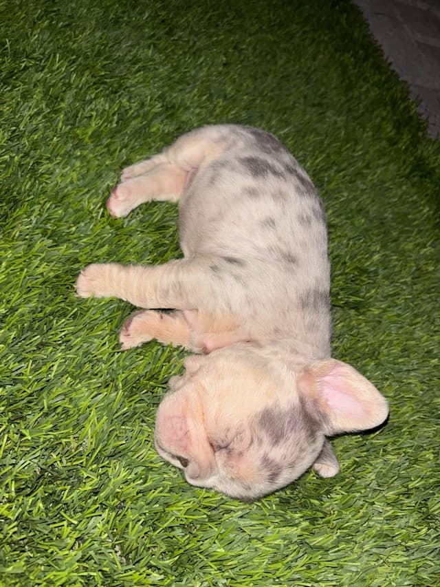 French Bulldog Puppies media 2