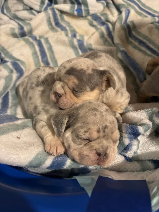 French Bulldog Puppies media 3