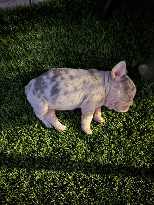 French Bulldog Puppies media 5