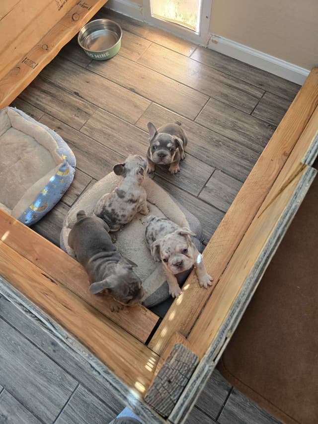 French Bulldog Puppies media 7