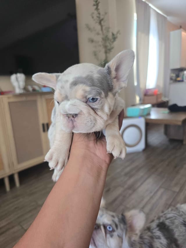 French Bulldog Puppies media 6