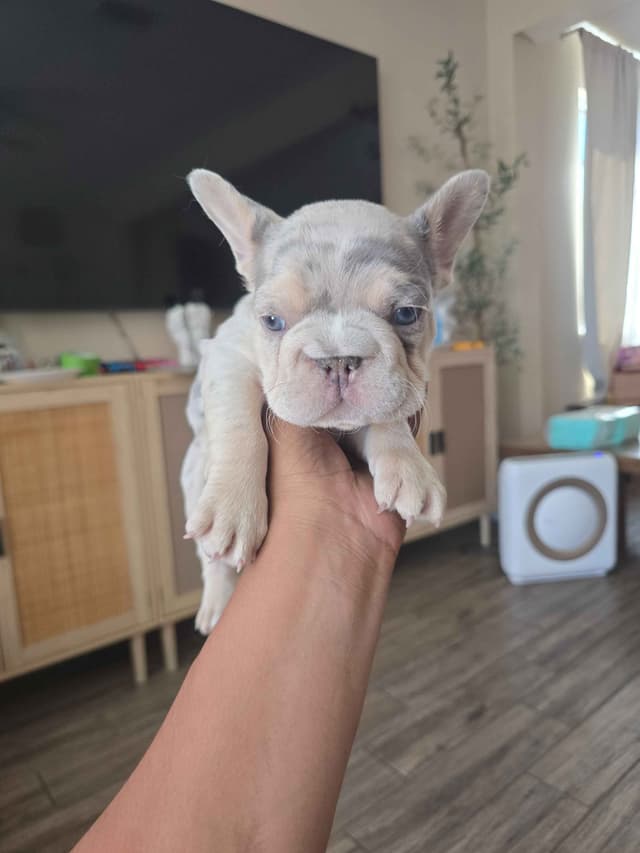 French Bulldog Puppies media 4