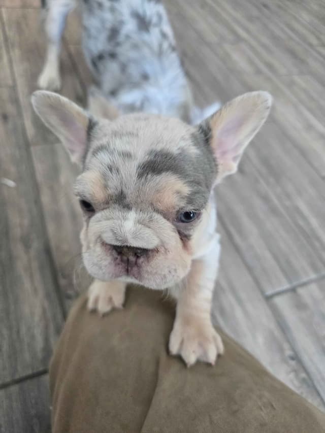 French Bulldog Puppies media 8