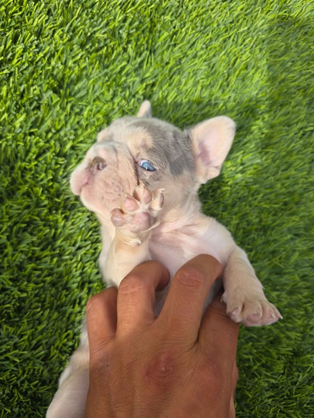 French Bulldog Puppies media 9