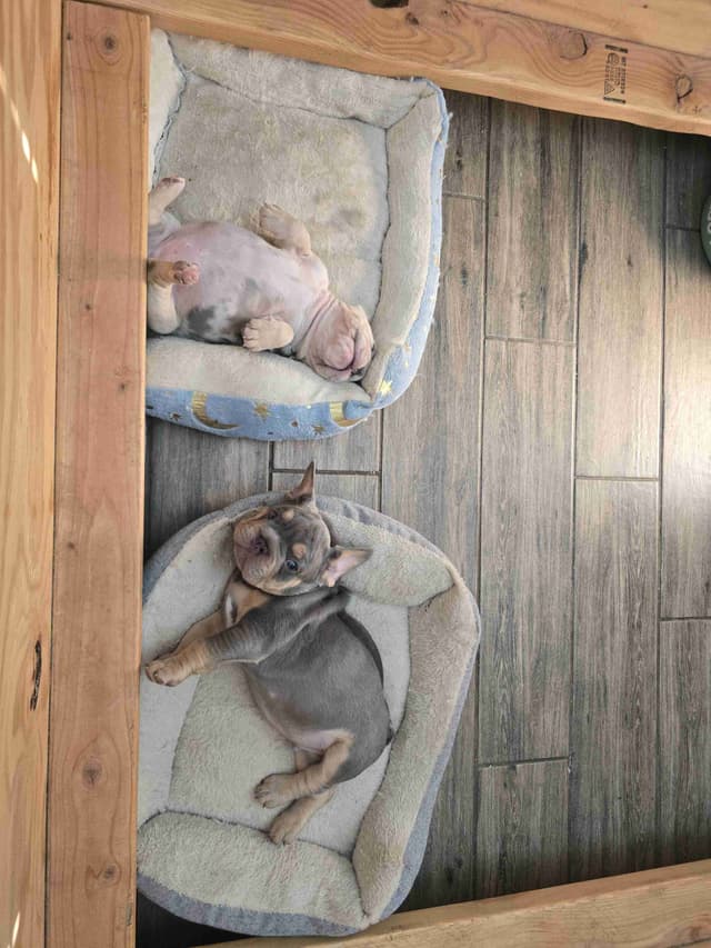 French Bulldog Puppies media 10