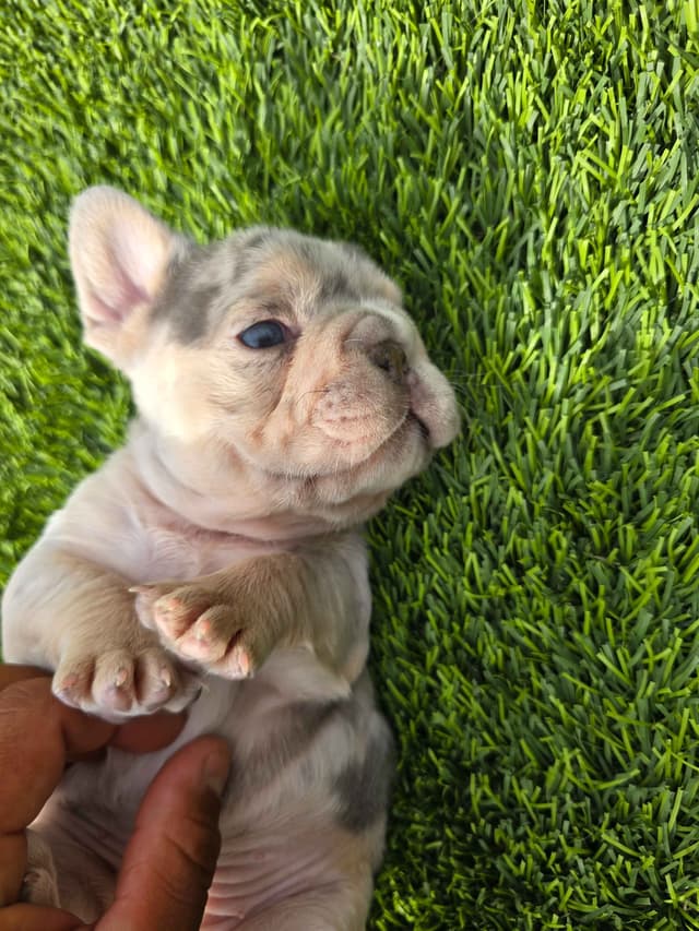 French Bulldog Puppies media 11
