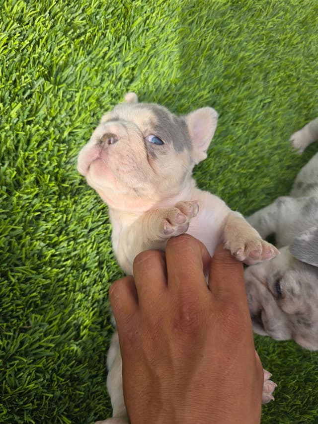 French Bulldog Puppies media 12