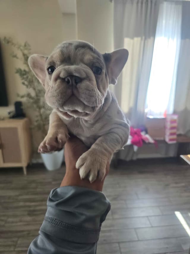 French Bulldog Puppies media 15