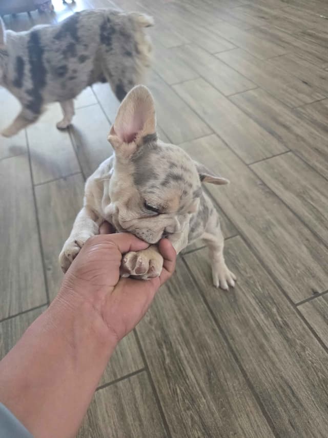 French Bulldog Puppies media 16