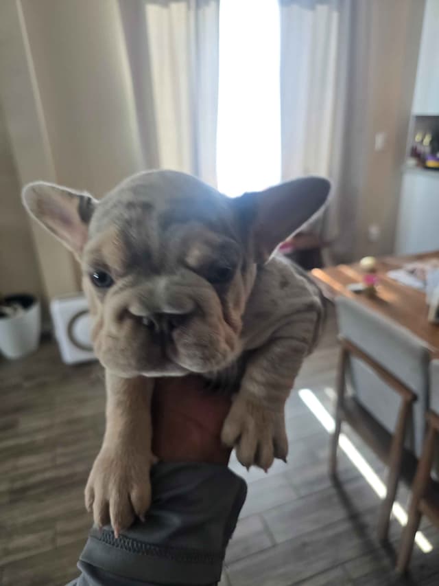 French Bulldog Puppies media 17