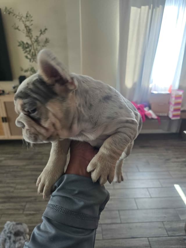 French Bulldog Puppies media 18