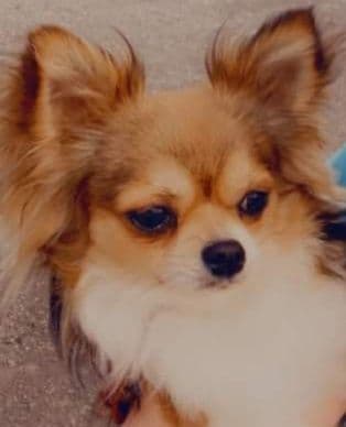 Chihuahua Puppies breeder image 1