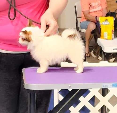 Chihuahua Puppies breeder image 2