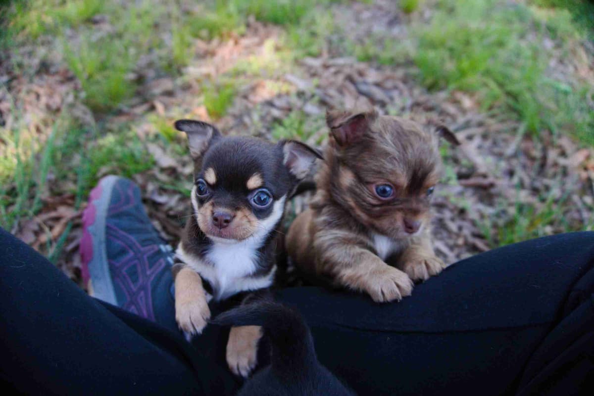 Chihuahua Puppies breeder image 4