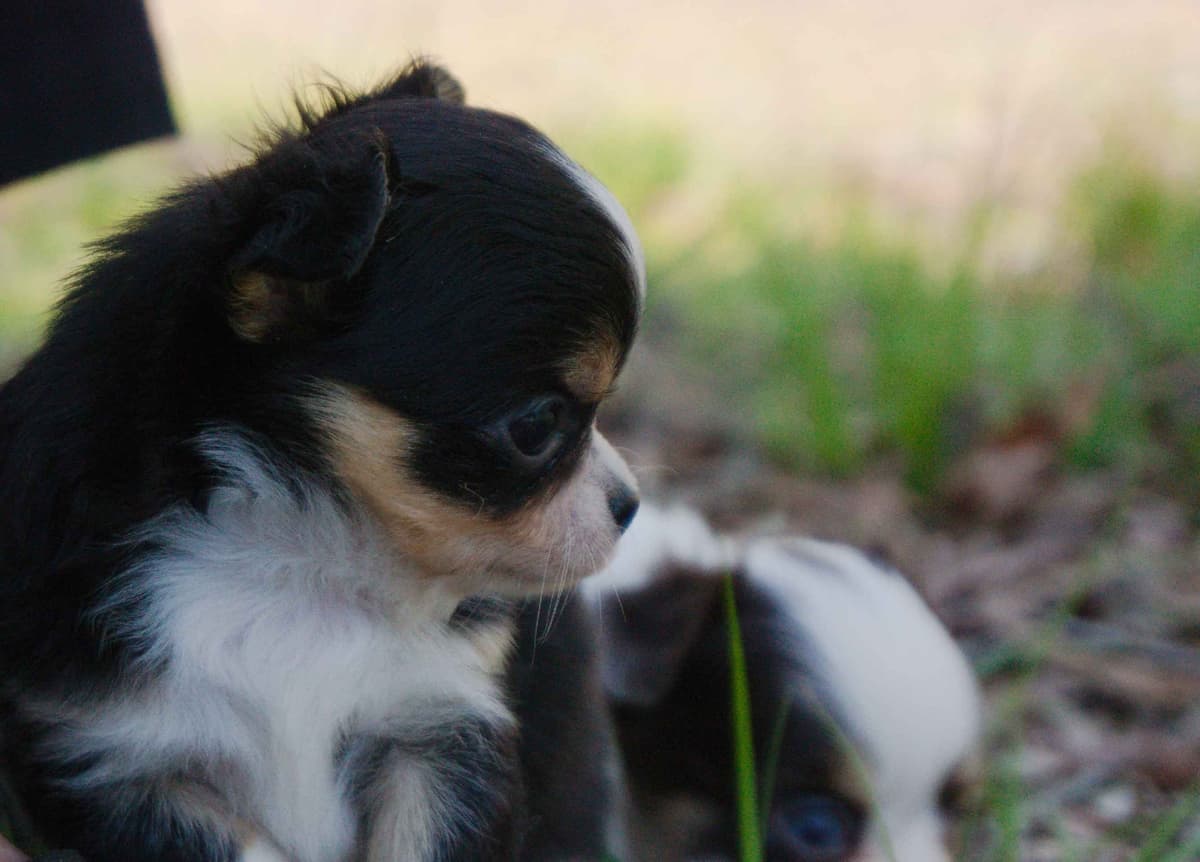 Chihuahua Puppies breeder image 5