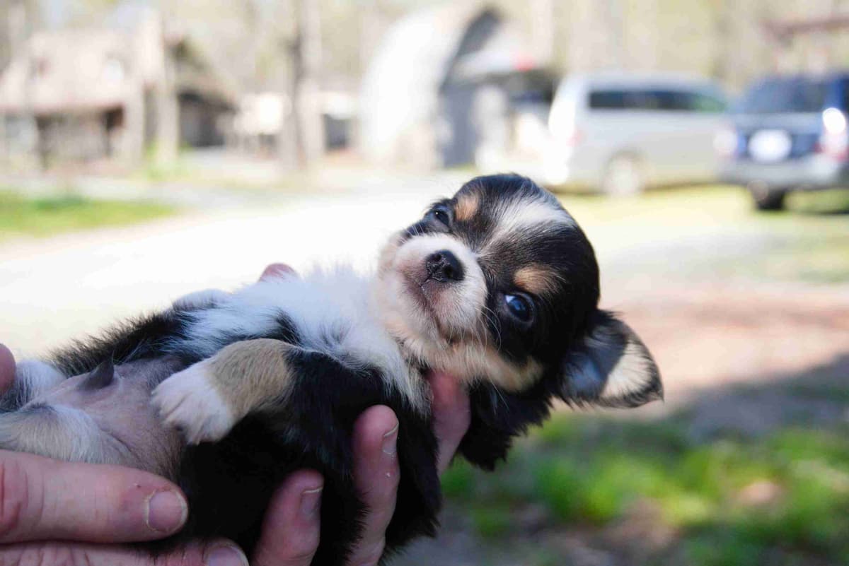 Chihuahua Puppies breeder image 6