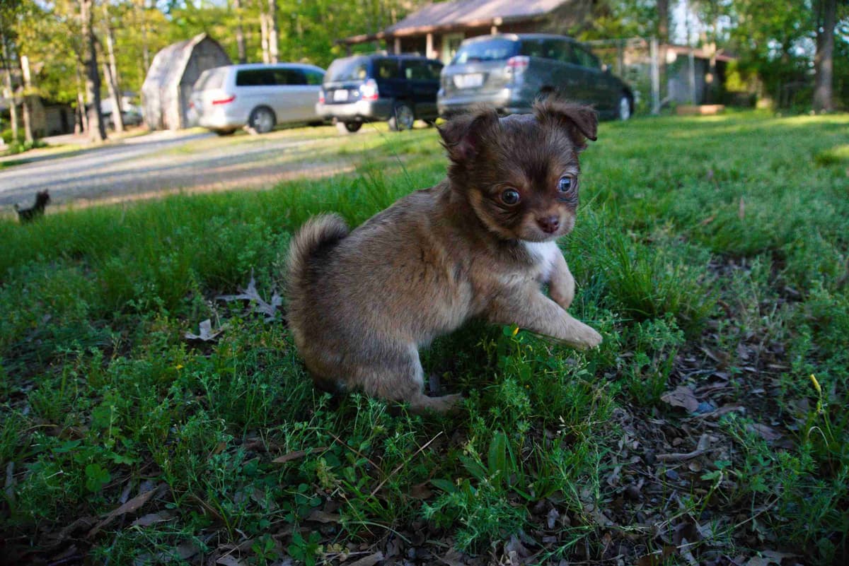 Chihuahua Puppies breeder image 9