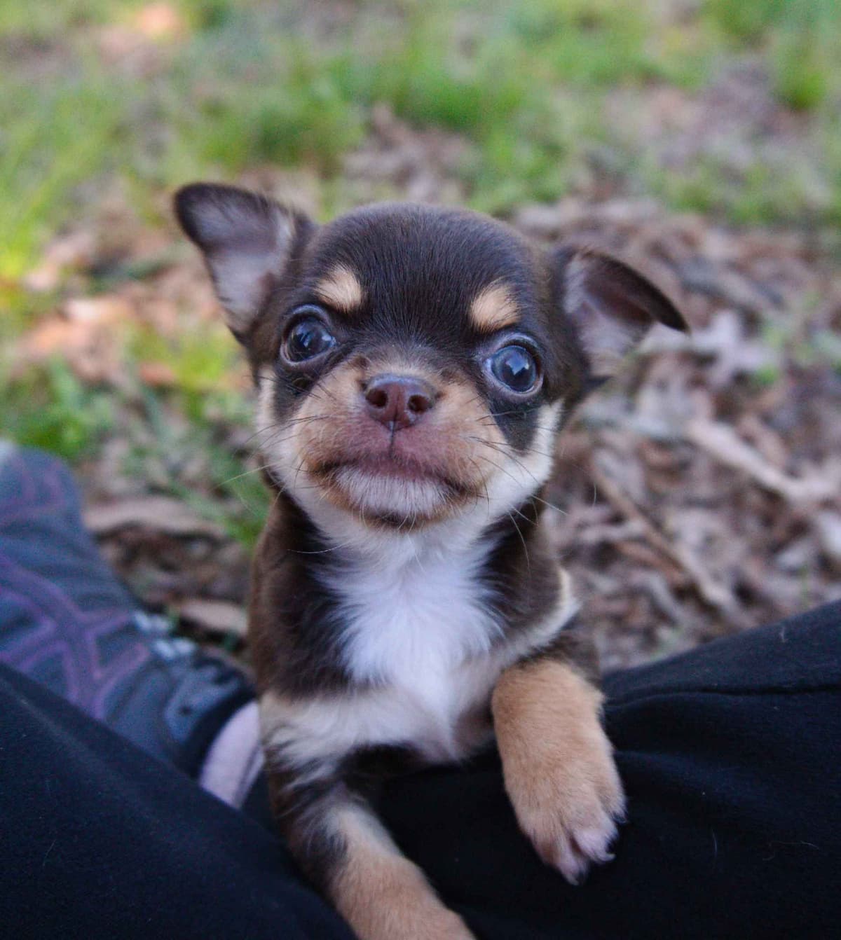 Chihuahua Puppies breeder image 8