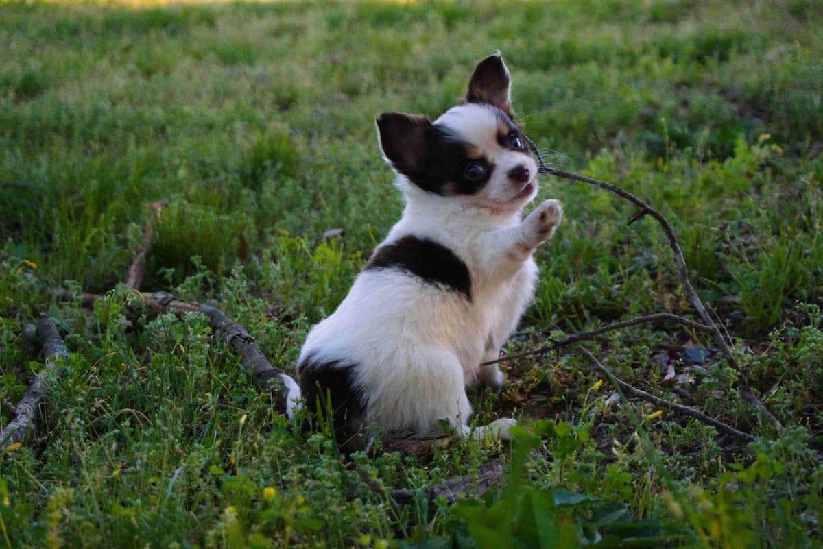 Chihuahua Puppies breeder image 7