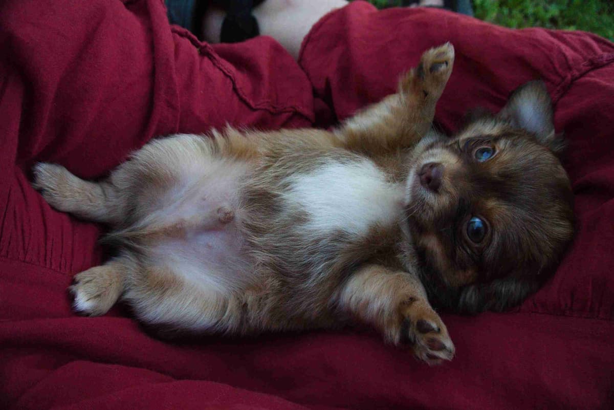 Chihuahua Puppies breeder image 10