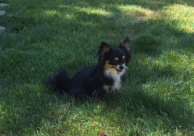 Chihuahua Puppies media 2