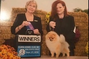 Pomeranian Puppies breeder image 3