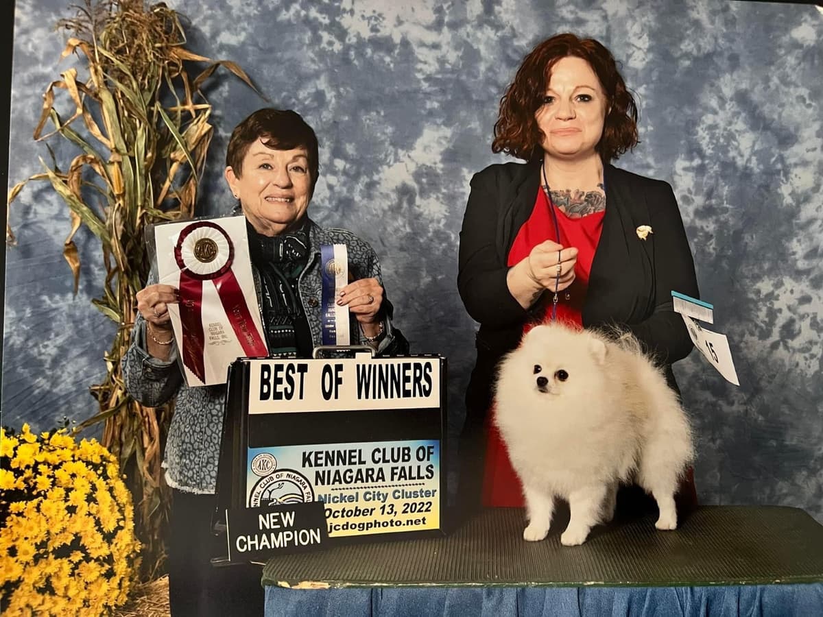 Pomeranian Puppies breeder image 1