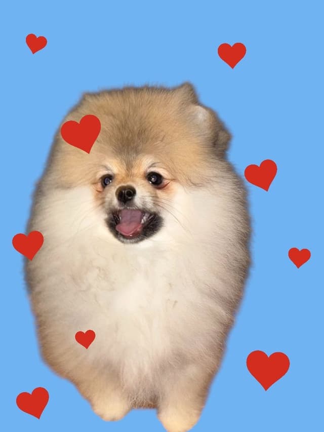 Pomeranian Puppy Orange sable media 3